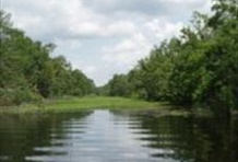 Swamp & Bayou Tour